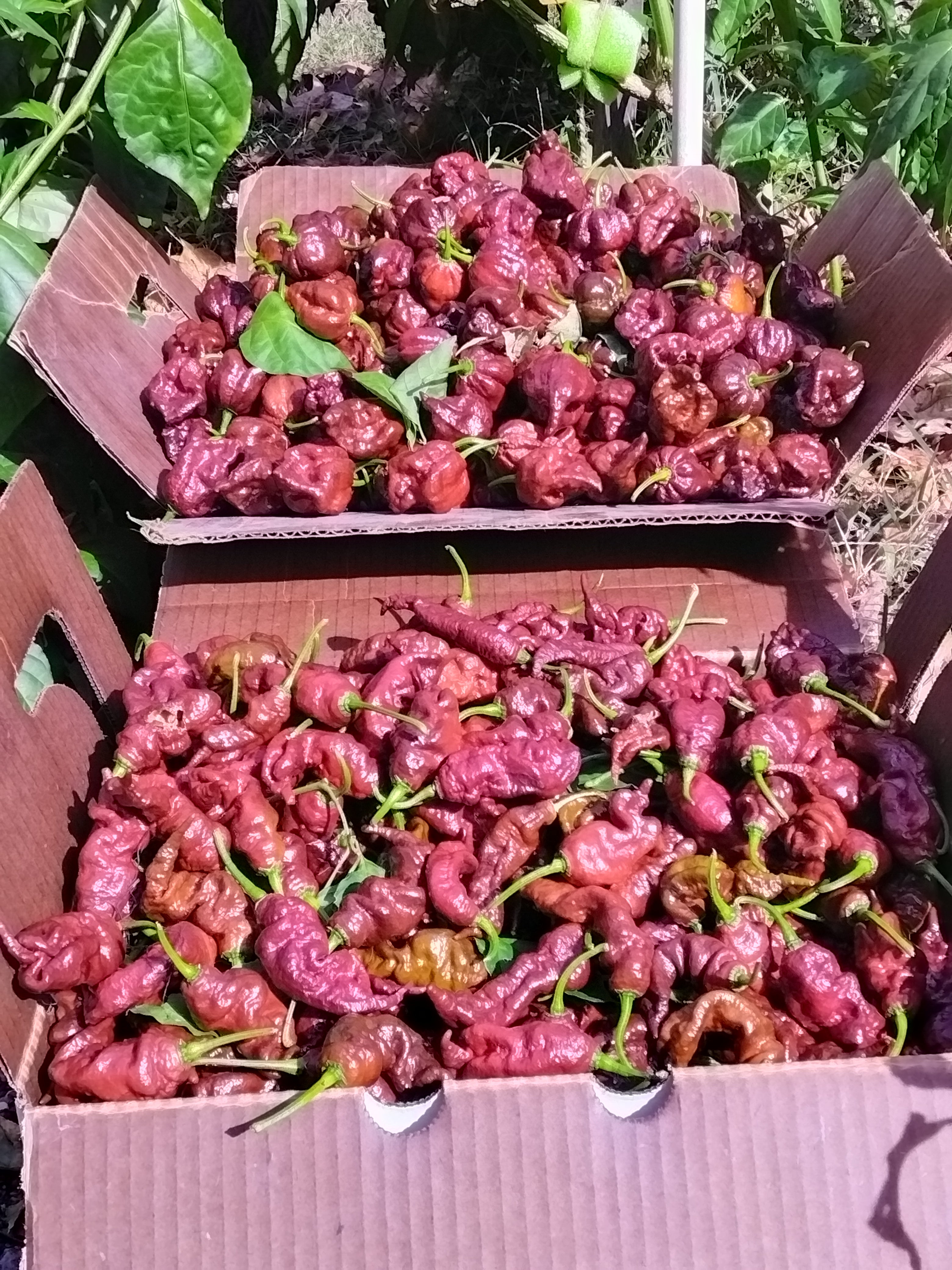 Tennessee Thunder Hot sauce